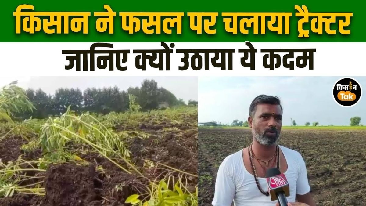 किसान ने ट्रैक्टर से रौंद दी 2 एकड़ की फसल, वजह जानकर रह जाएंगे हक्का-बक्का 
