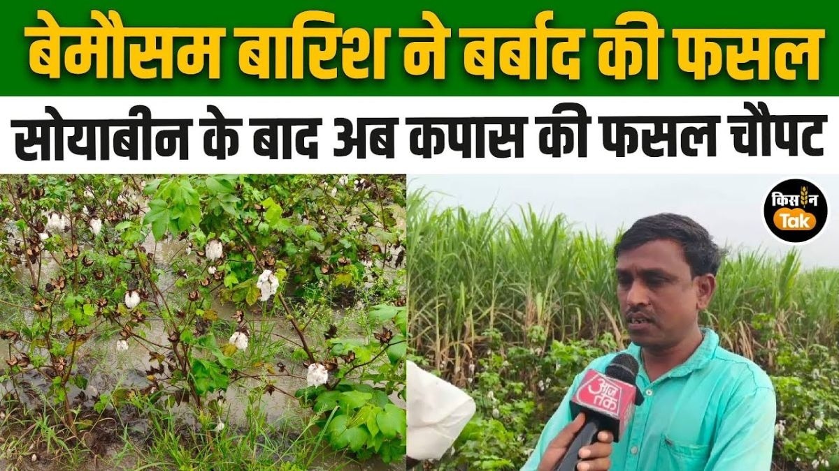 कपास की फसल