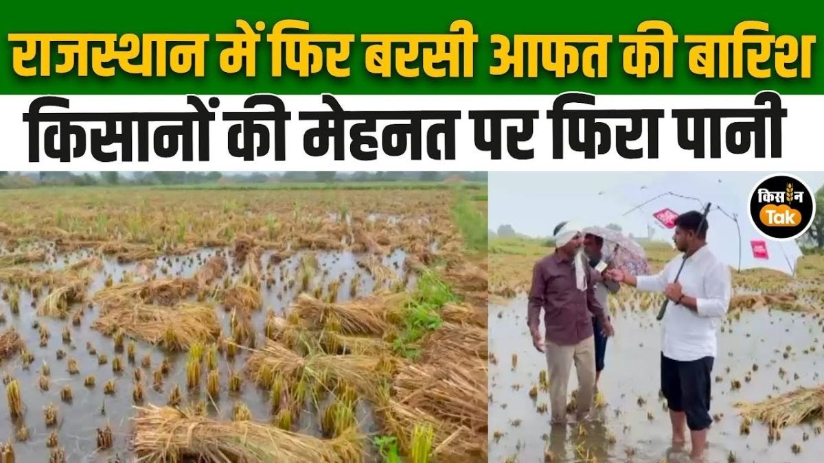 बारिश से किसान बेहाल