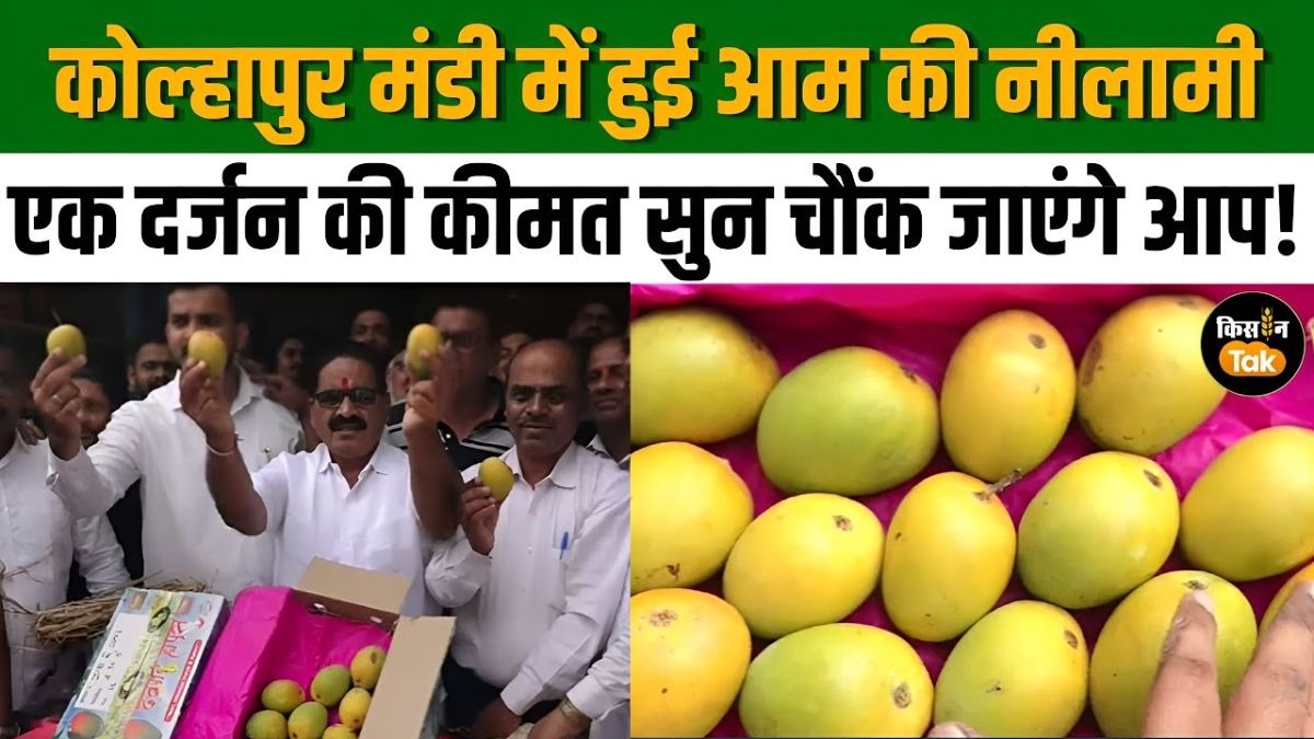 देवगढ़ हापुस आम