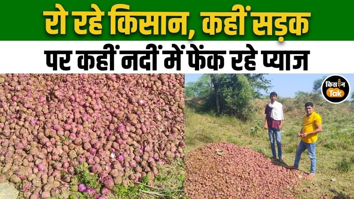 सही भाव न मिलने पर किसानों ने सड़क पर फेंकी प्याज, देखिए वीडियो