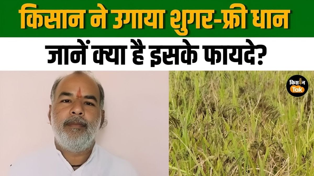 MP के किसान ने उगाया शुगर‑फ्री धान, बिना खाद-कीटनाशक के भी होती है तैयार