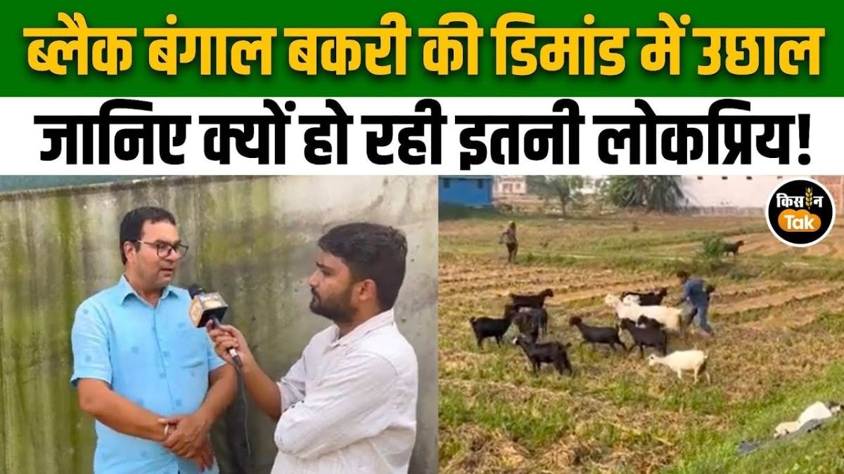 ब्लैक बंगाल बकरी की बिहार से दिल्ली तक बढ़ती डिमांड, जानें क्या है कारण