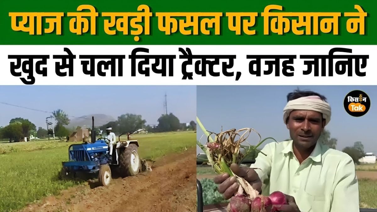 खुद की खड़ी फसल में चलाया ट्रैक्टर