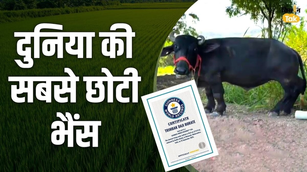 दुनिया की सबसे छोटी भैंस