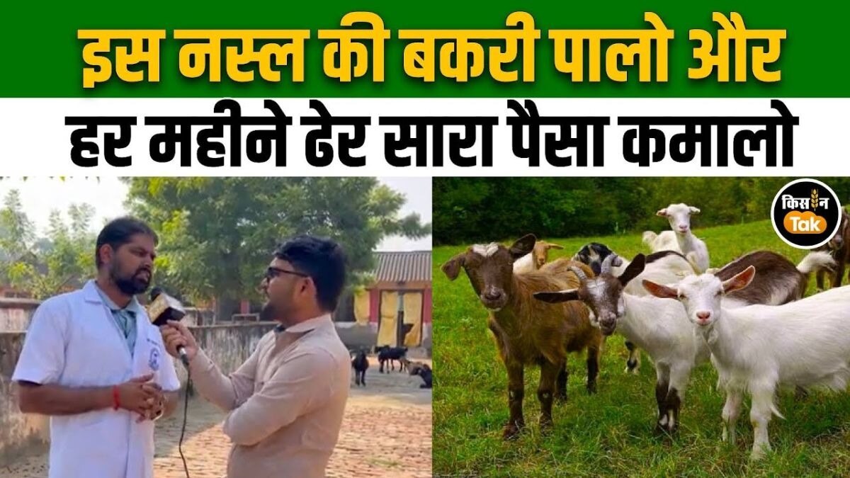 ब्लैक बंगाल बकरी