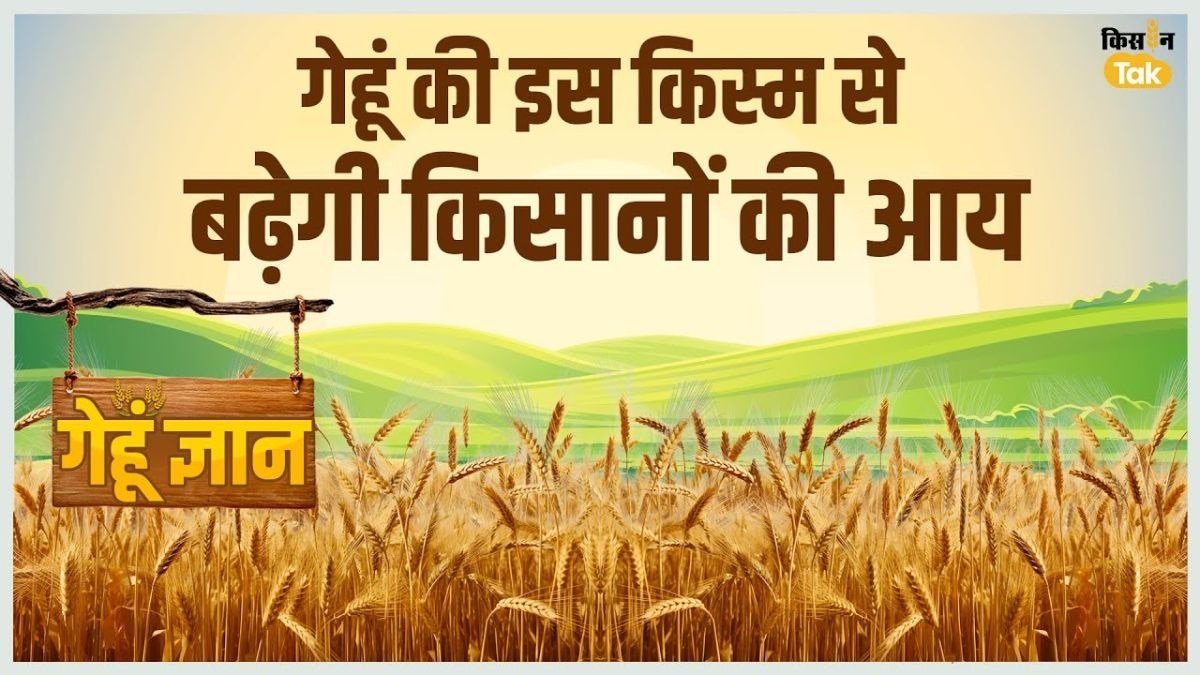 गेहूं की खेती