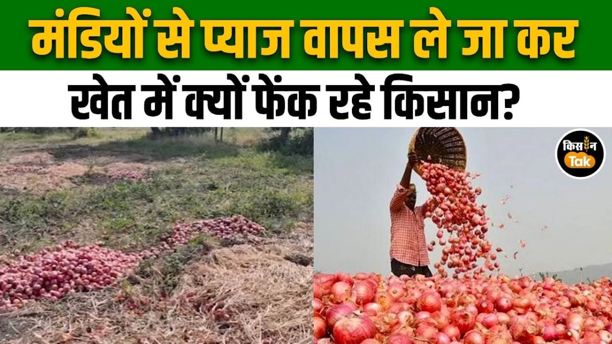 प्याज के दाम ने किया बदहाल, उपज फेंकने को मजबूर किसान, देखें वीडियो 