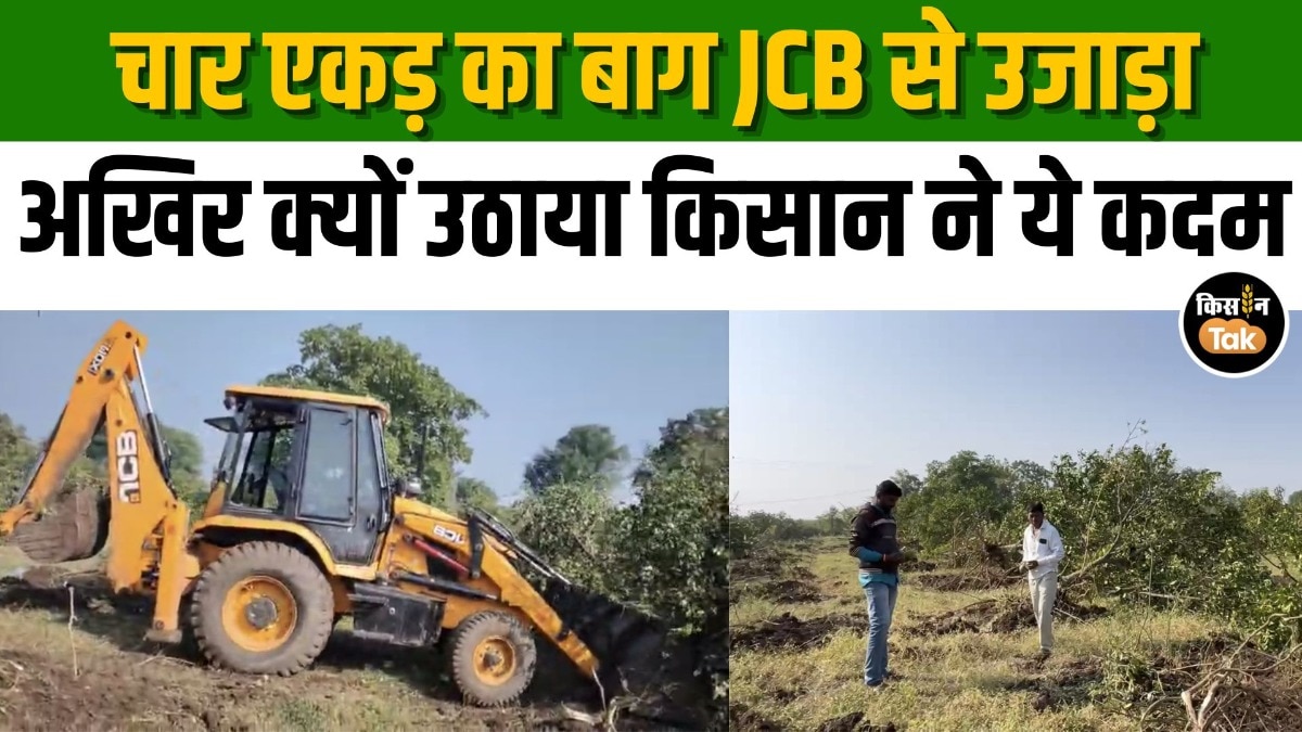 किसान ने मोसंबी के पूरे बाग पर चलाई जेसीबी, इस वीडियो में जानें वजह