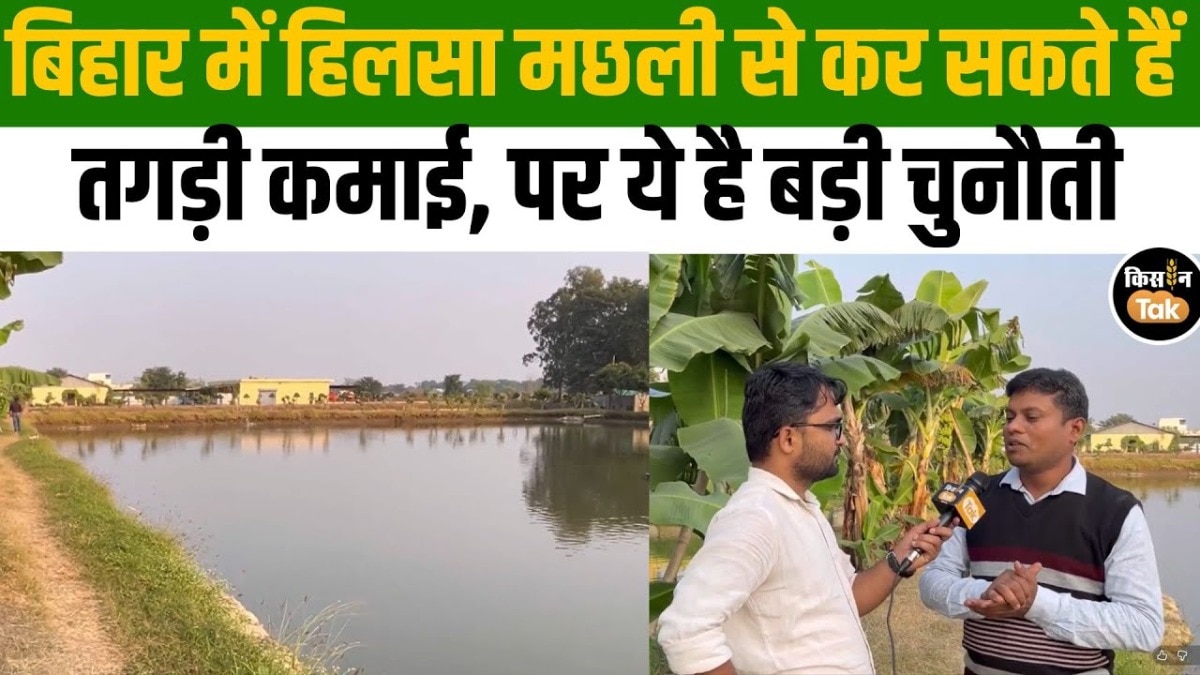 हिलसा मछली से कर सकते हैं तगड़ी कमाई, लेकिन ये मुश्किलें भी जान लें