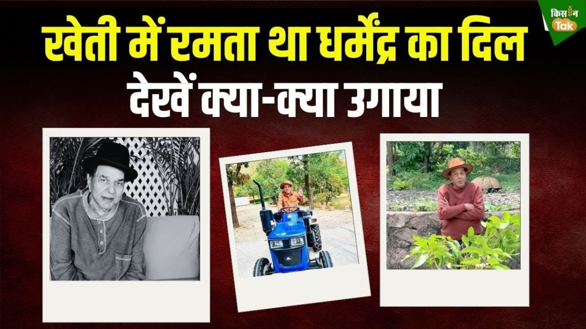 खेती-बाड़ी के भी 'हीमैन' थे धर्मेंद्र, फसलों से था लगाव, इस वीडियो में जानें कैसे