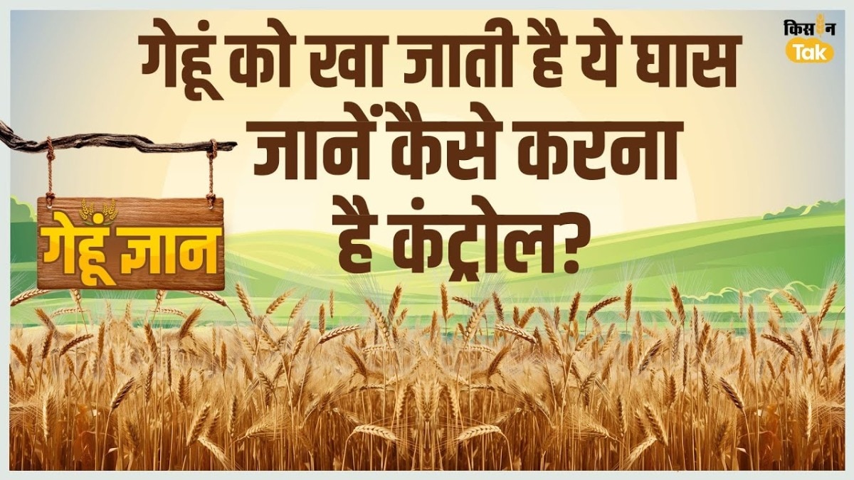 गेहूं की खेती में खरपतवारों से क‍ितना नुकसान, कैसे बचेगी फसल, क्या है उपाय?