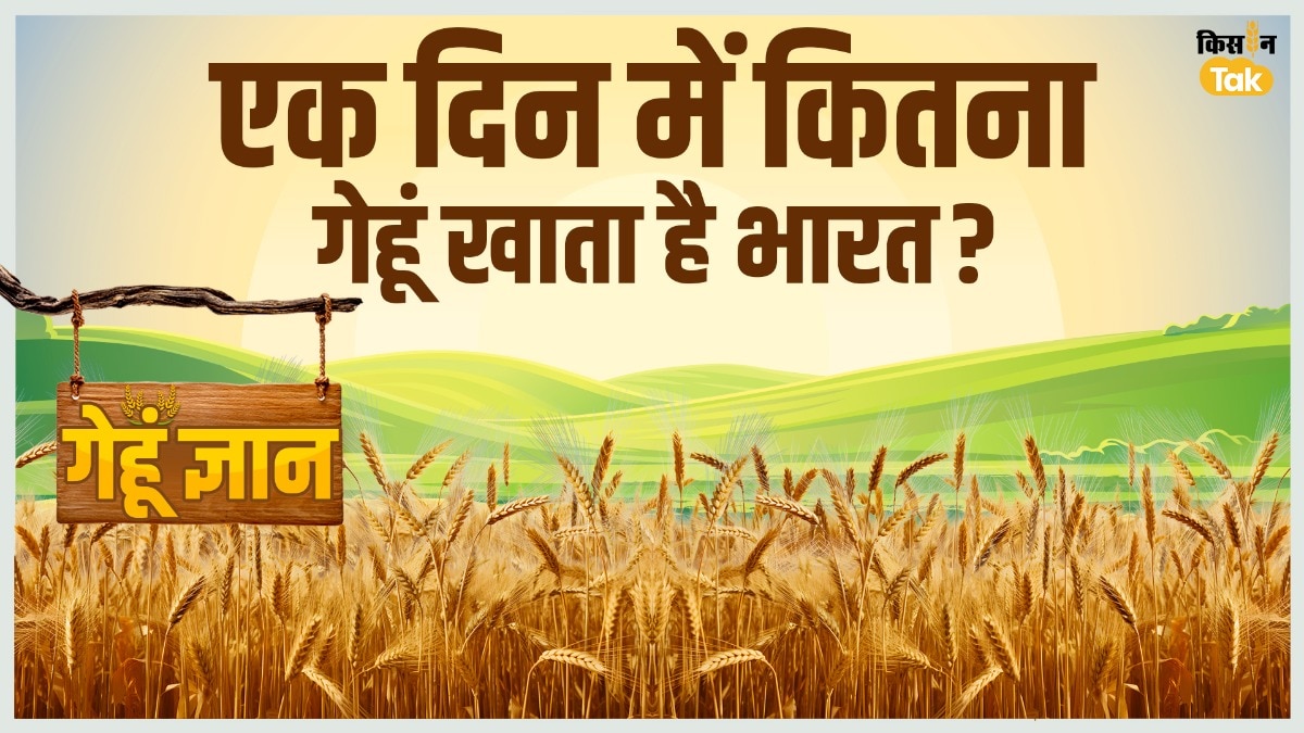 गेहूं से चौड़ी पत्ती वाली खरपतवार जड़ से होगी खत्म, ये है असरदार फॉर्मूला
