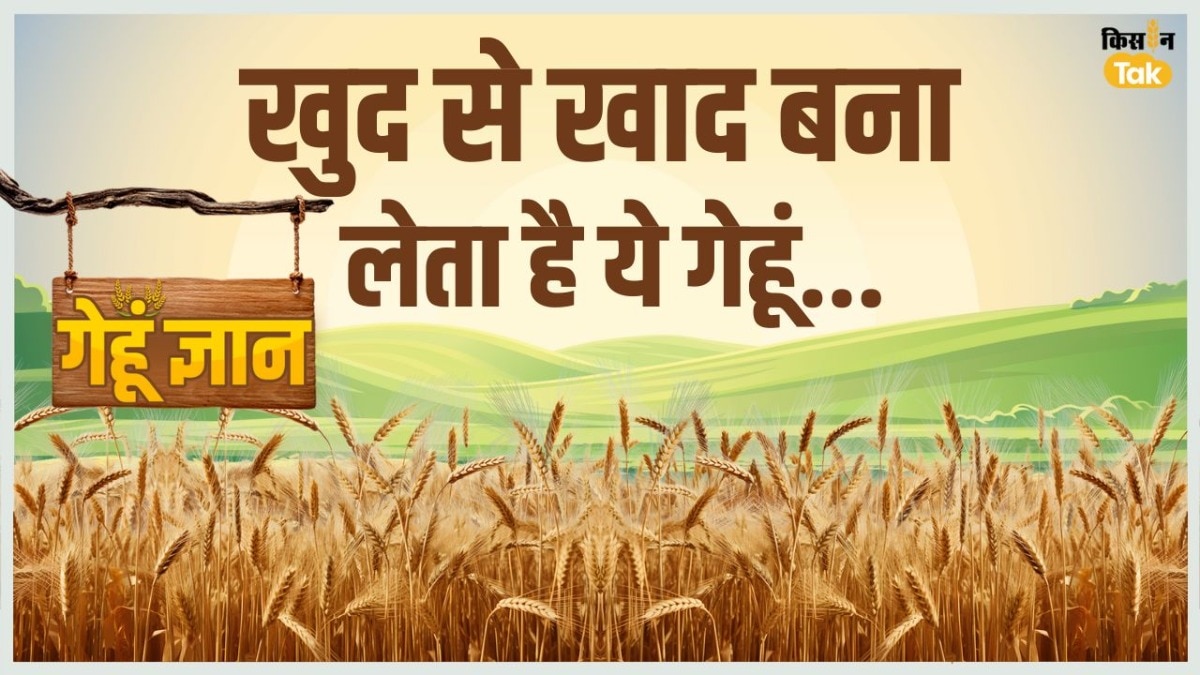 खुद खाद बनाने वाला गेहूं तैयार, भारत के किसानों के लिए होगा गेमचेंजर