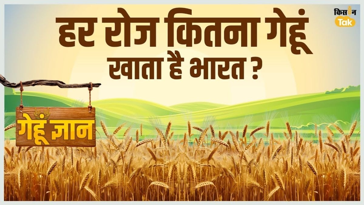 भारत में घट रही अनाज की खपत, देश भर में रोजाना कितना गेहूं होता है खर्च?