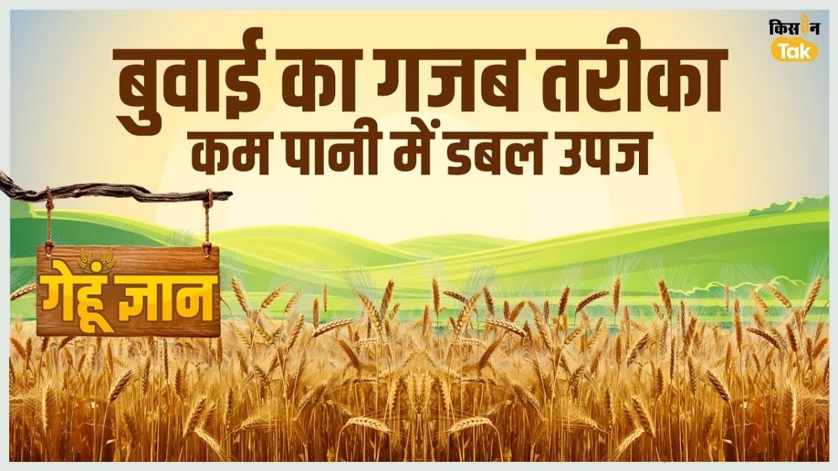 गेहूं की बुवाई में ये तरीका अपनाएं, पानी और बीज लगेगा कम, पैदावार बहुत ज्यादा