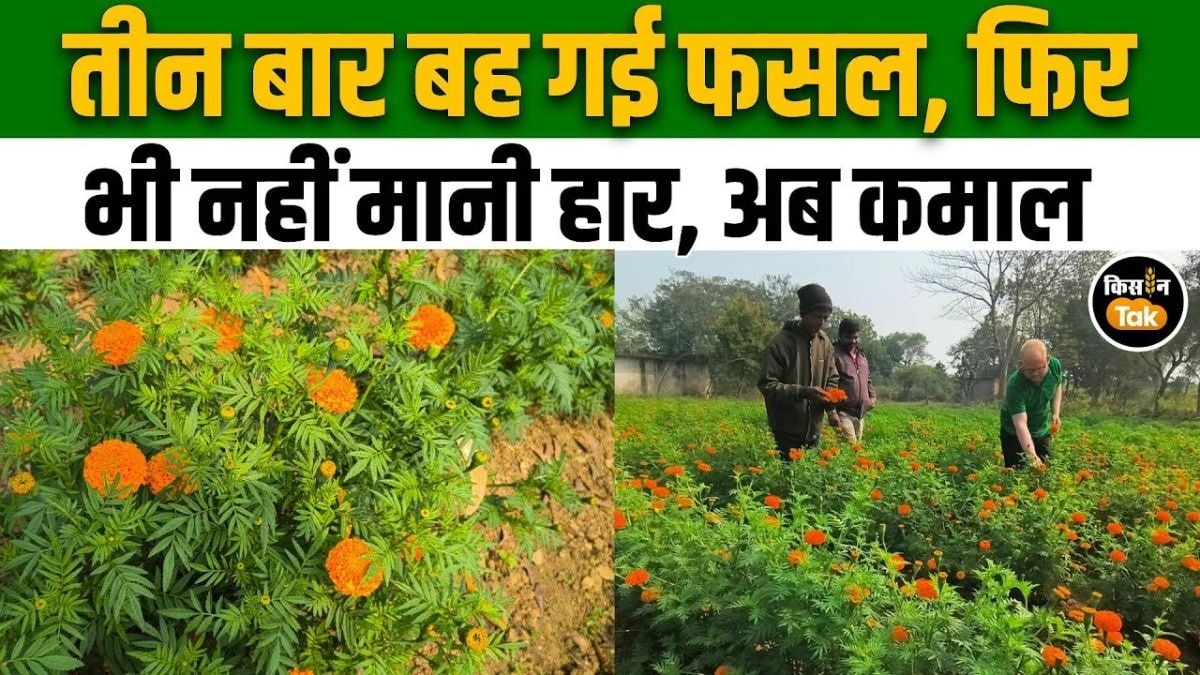 दिव्यांग किसानो ने नुकसान के बाद भी रचा कमाल, खेत में खिले गेंदा के हजारों फूल