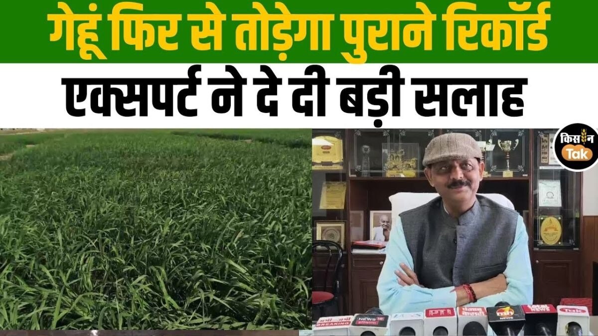 क्या इस साल गेहूं की पैदावार बढ़ेगी? करनाल से बड़ी अपडेट