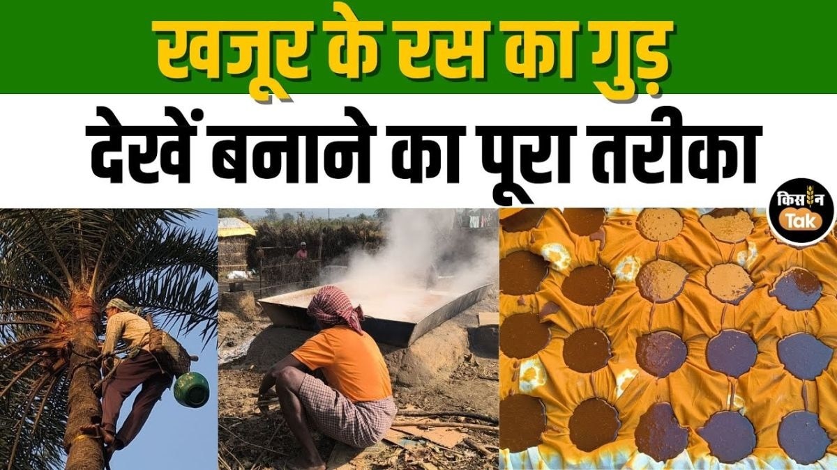 झारखंड में खजूर के रस से बन रहा स्वादिष्ट गुड़, देखिए इसकी पूरी प्रक्रिया