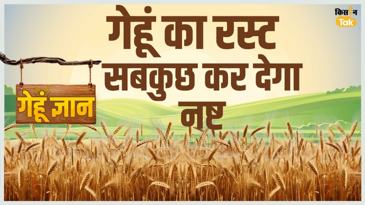 गेहूं को पूरी तरह चौपट कर देती है ये बीमारी, एक्सपर्ट से जानें इसका समाधान