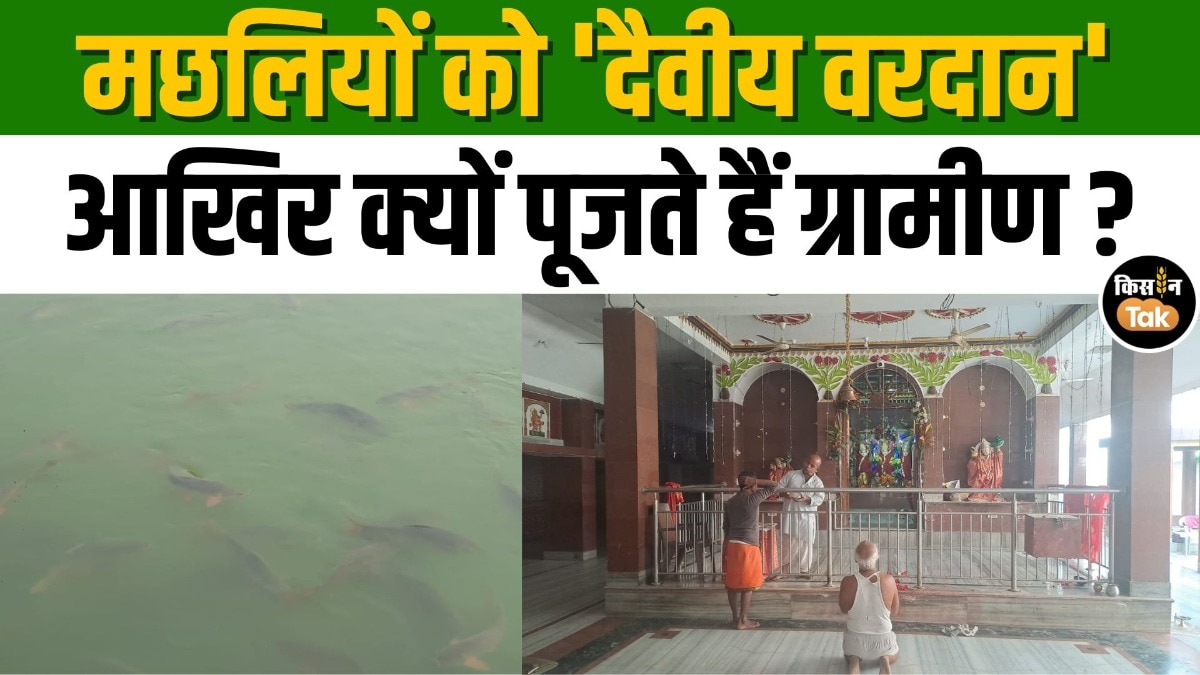 Divine Fish: तालाब की मछलियों को खाने के बजाय क्यों पूजते हैं ग्रामीण? कहानी असाधरण गांव की
