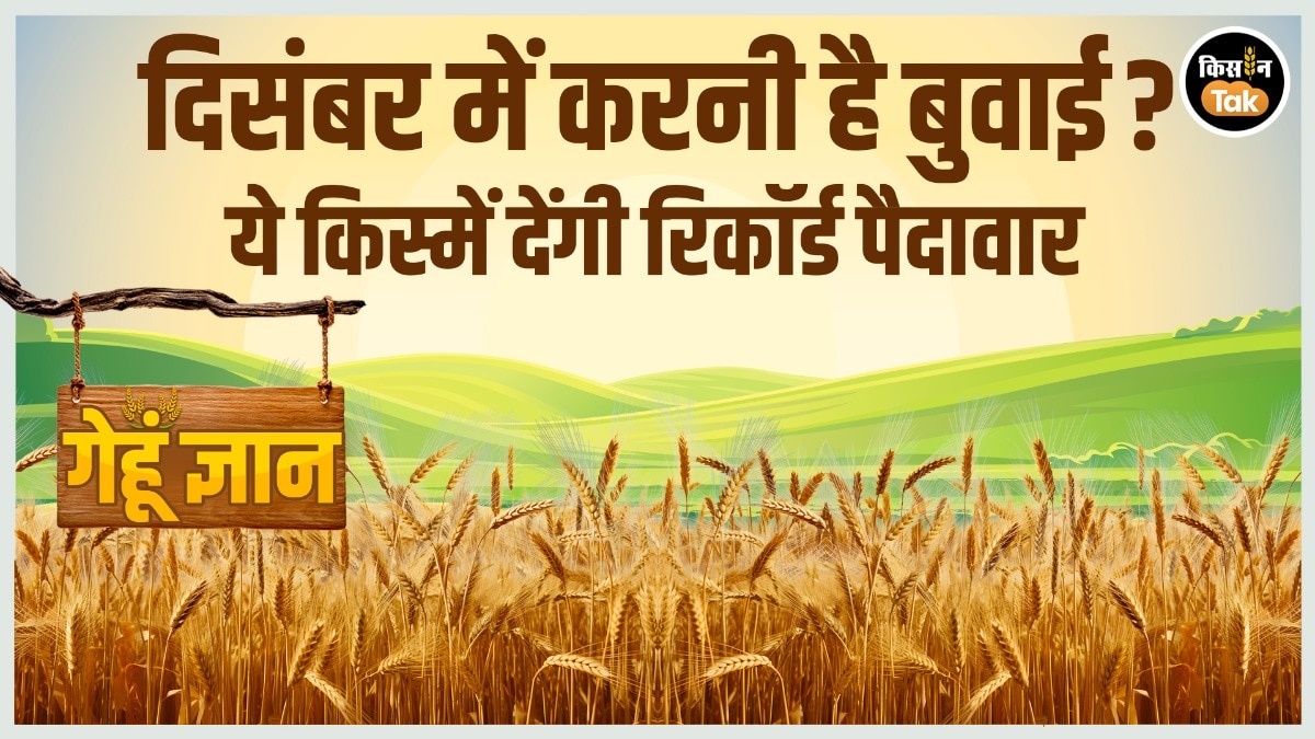 Gehu Gyan: दिसंबर में गेहूं की इन पछेती किस्मों की बुवाई कर किसान पाएं बंपर पैदावार