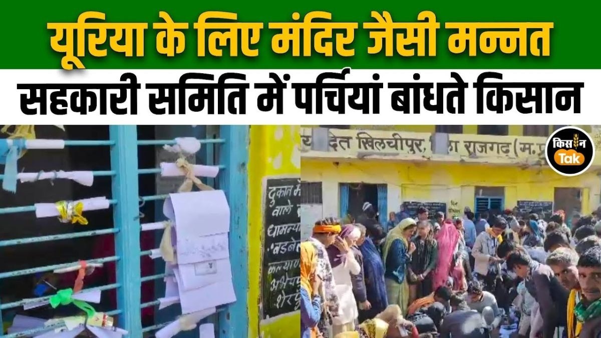 MP में यूरिया की किल्लत, किसान धागे से बांध रहे आधार और जमीन की पर्चियां