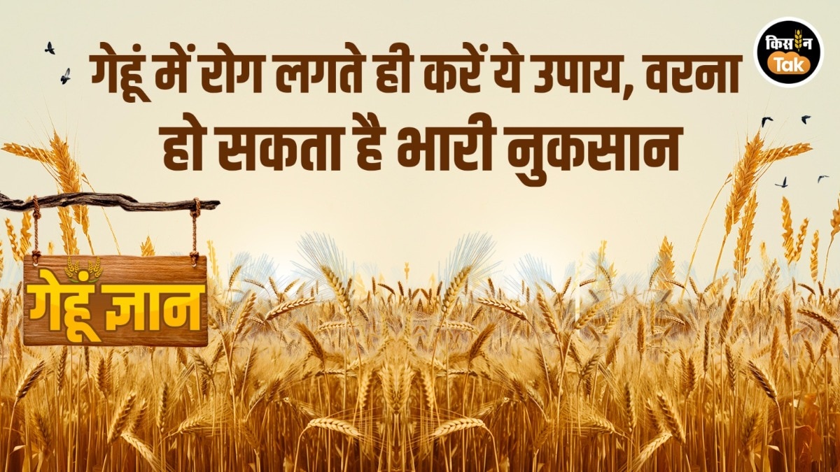 Gehu Gyan: गेहूं की फसल के लिए खतरनाक है सेहूं रोग, रोकथाम के लिए क्या करें उपाय?