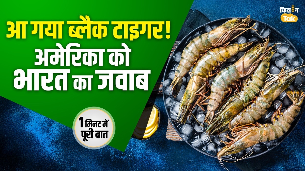 क्या है Black Tiger झींगा, जो बन गया अमेरिकी Tariff की काट? 