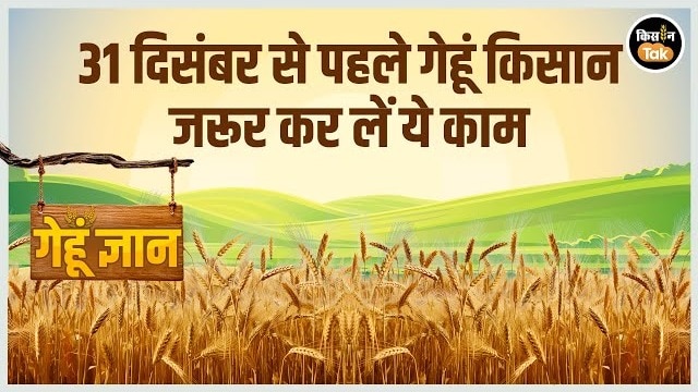 Gehu Gyan: 31 दिसंबर तक गेहूं किसान कर लें ये काम, नहीं तो होगा भारी नुकसान