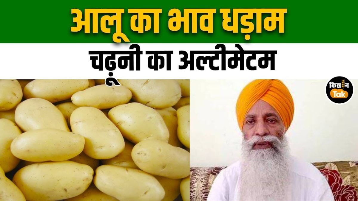 लाल-सफेद आलू के भाव पर बवाल, CM को पत्र लिखकर चढ़ूनी ने उठाई आवाज