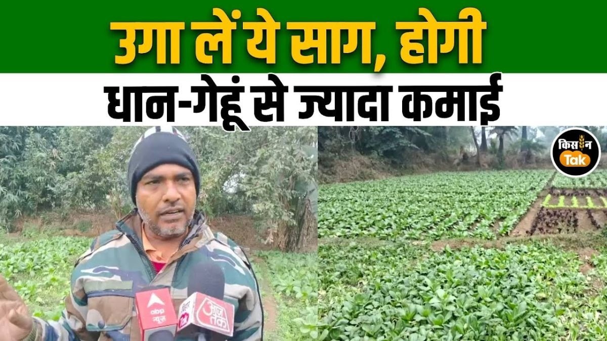 बोधगया में विदेशी पर्यटकों की पसंद बना ये साग, किसानों को हो रहा अच्छा मुनाफा