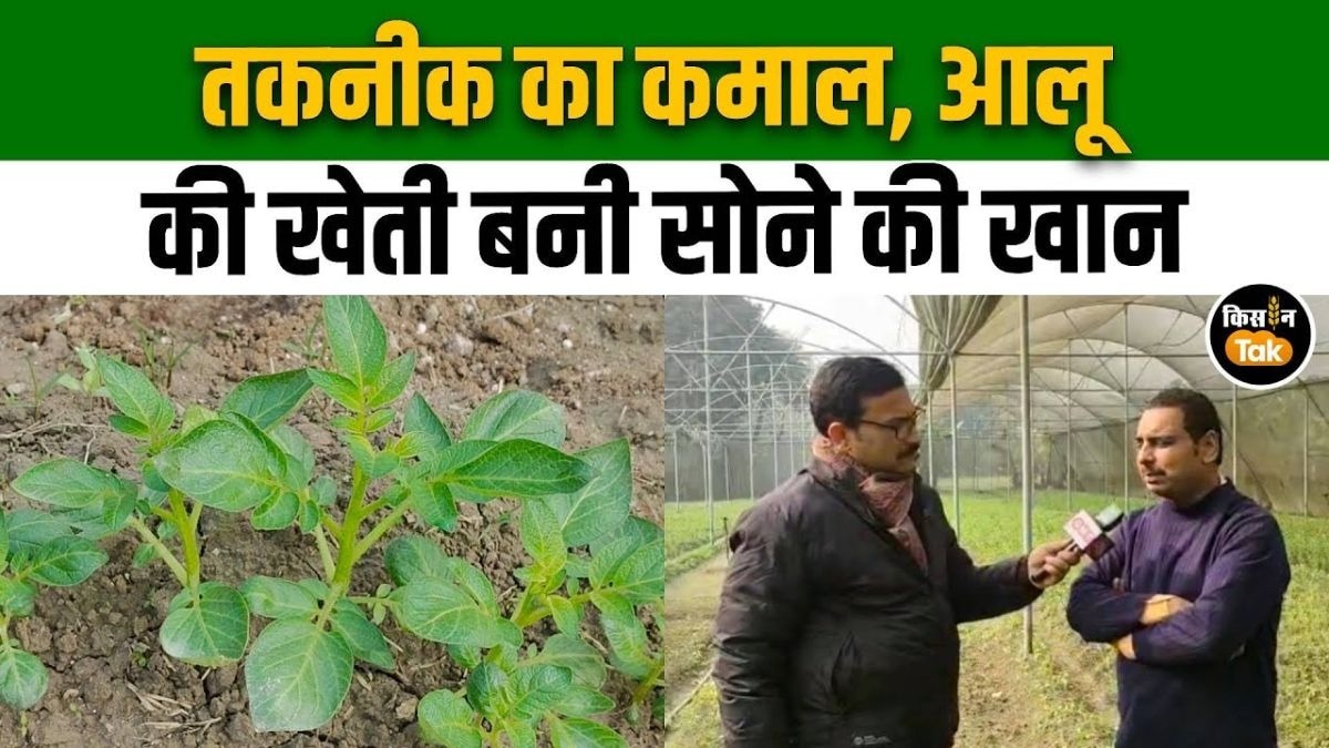 आलू की इस नई तकनीक ने खोली किसानों के लिए सोने की खदान, जानिए पूरी डिटेल