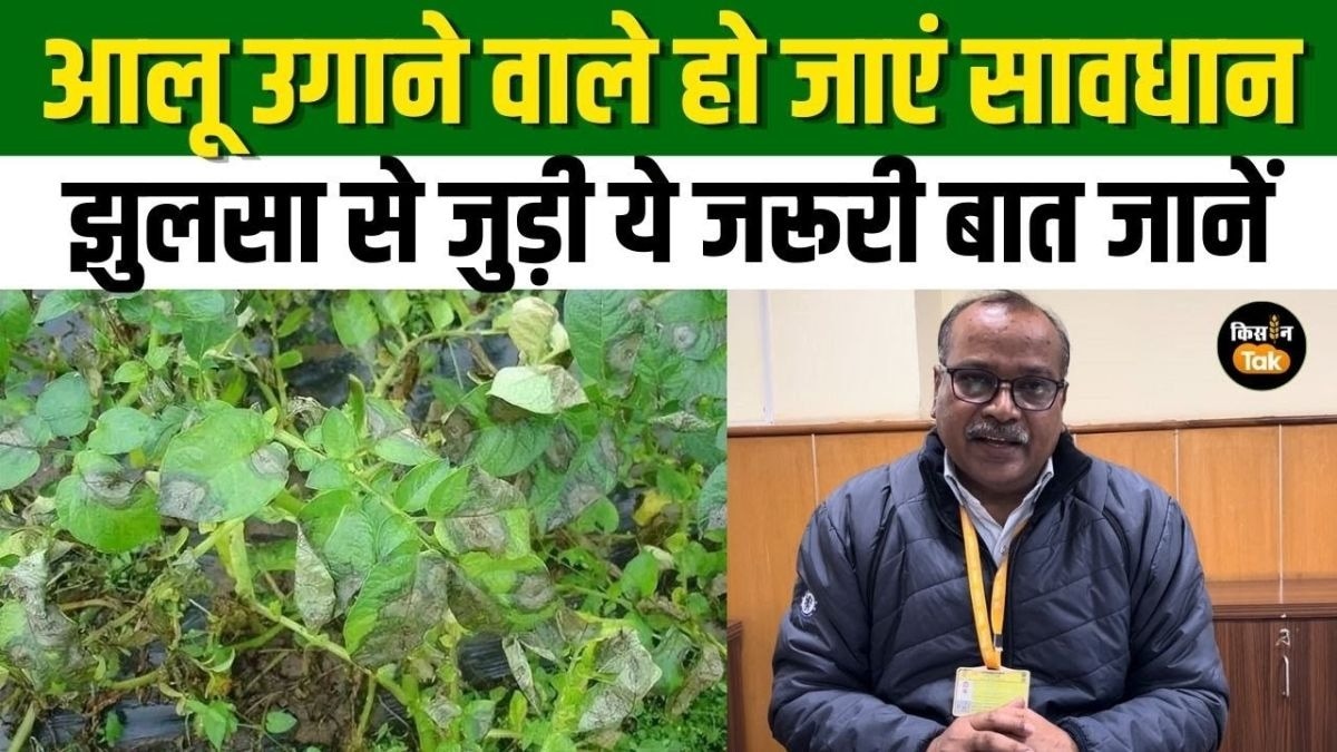 आलू में होने वाले झुलसा रोग