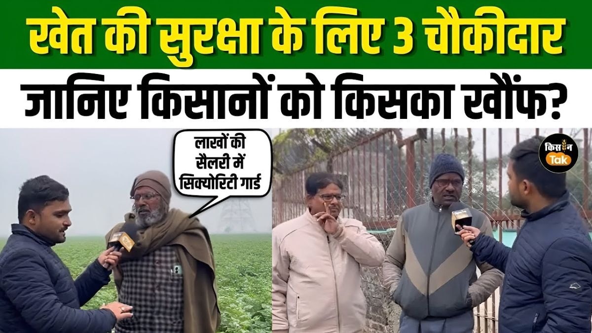 खेत की सुरक्षा में किसान ने तैनात किए सिक्योरिटी गार्ड, 24 घंटे चौकीदारों का पहरा