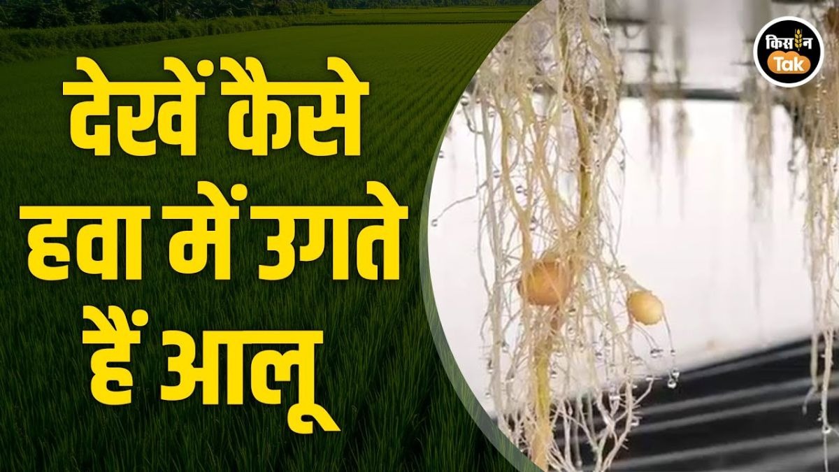 करनाल में हवा में उग रहा आलू, एरोपोनिक तकनीक से किसानों की आय होगी दोगुनी