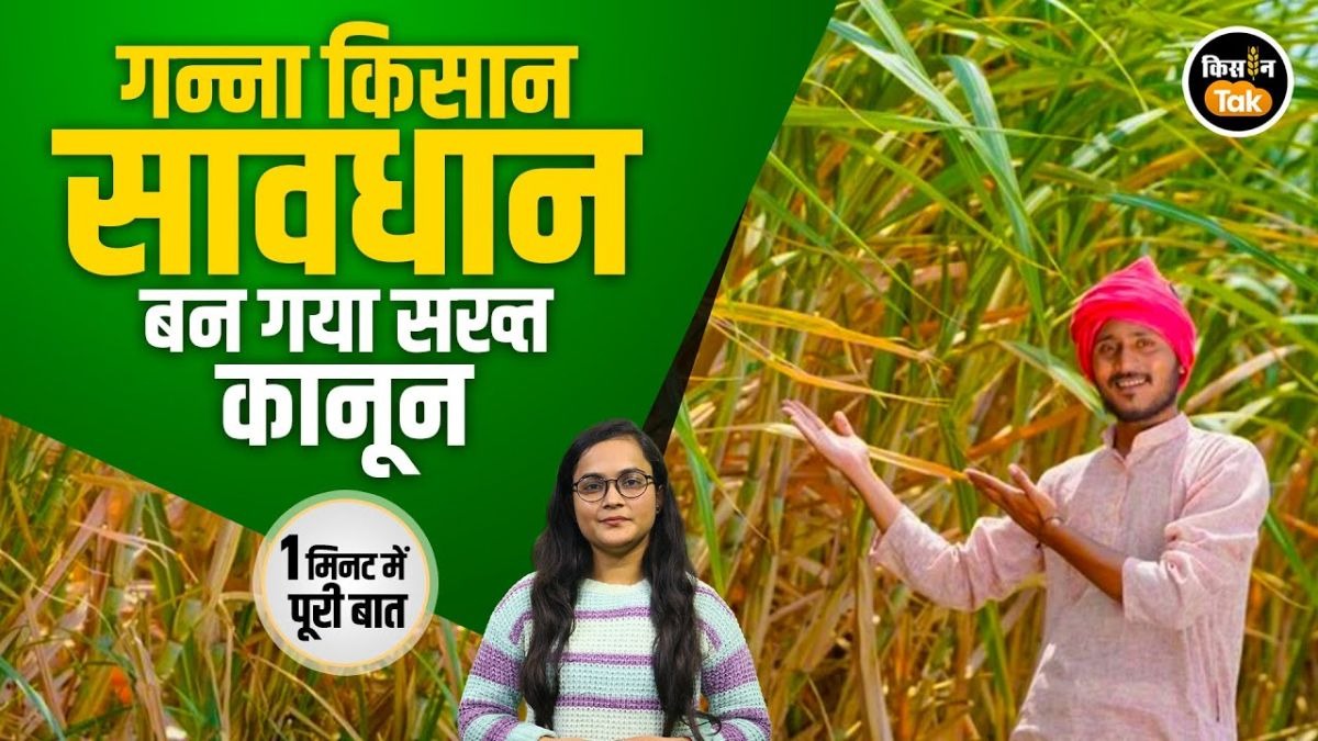 गन्ना किसान दें ध्यान! दूसरे प्रदेश से बीज लाना अब अपराध, जानें क्या है नए नियम