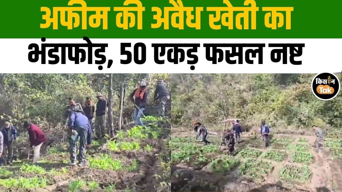 हजारीबाग में अफीम की अवैध खेती का भंडाफोड़, 50 एकड़ फसल नष्ट