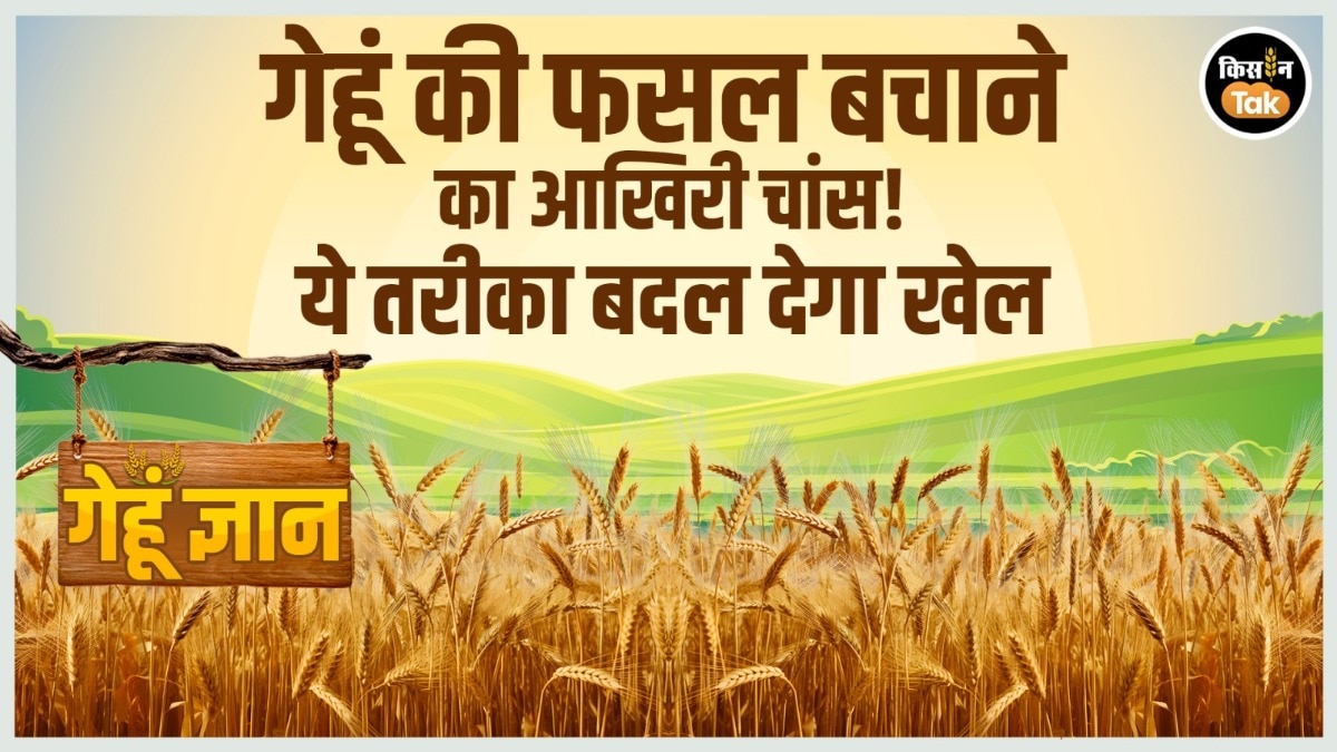 Gehu Gyan: जनवरी की ठंड में गेहूं की 'अति-विलंब बुवाई' किसानों के लिए आखिरी मौका