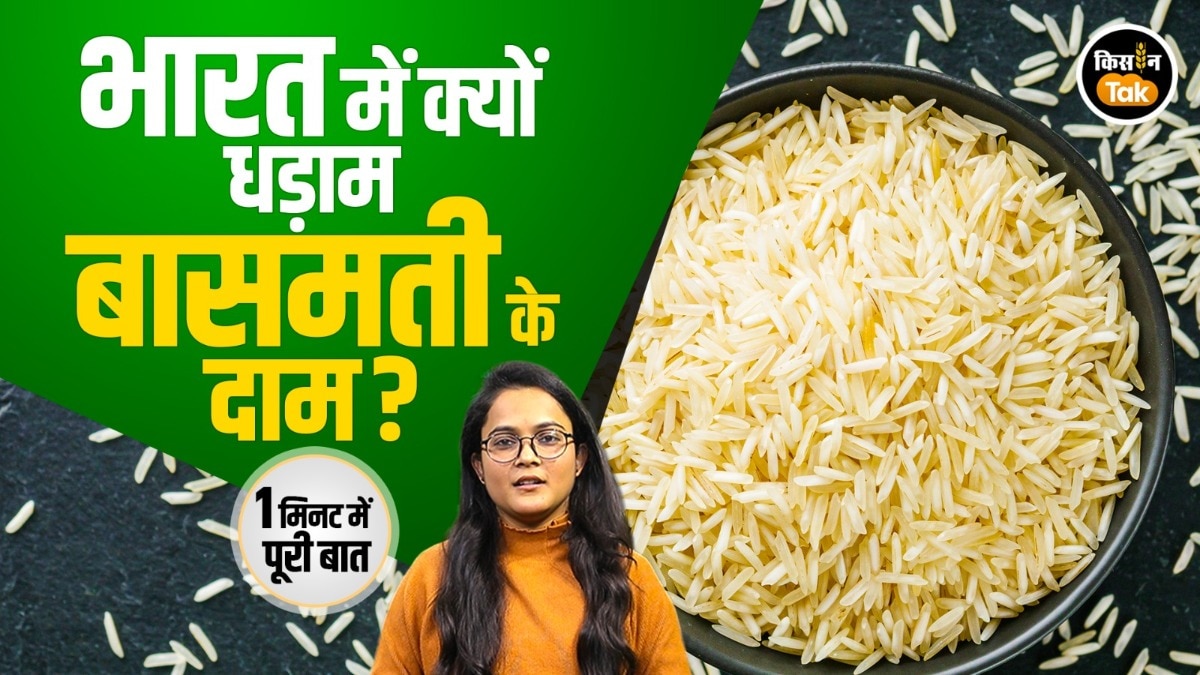 Basmati Rice Prices: बासमती बाजार में गिरावट, आखिर वजह क्या है? 