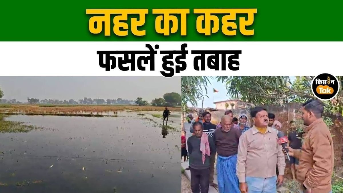 पहले बाढ़, अब नहर का पानी, चौरगांव के खेतों में रबी की फसलें हुई चौपट, देखें वीडियो