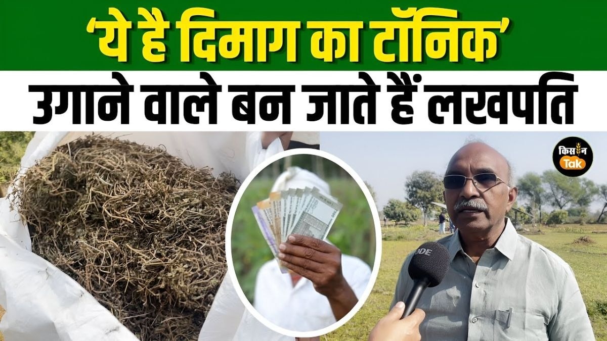 ब्राह्मी की खेती से बदल रही छत्तीसगढ़ के किसानों की तकदीर, जानें उगाने और बेचने का तरीका