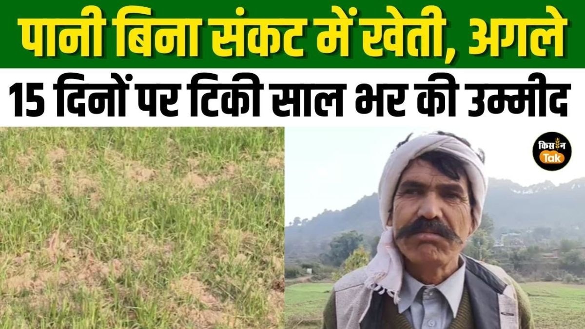बूंद-बूंद को तरस रहे किसान, पानी नहीं मिला तो सूख जाएगी रबी की फसल