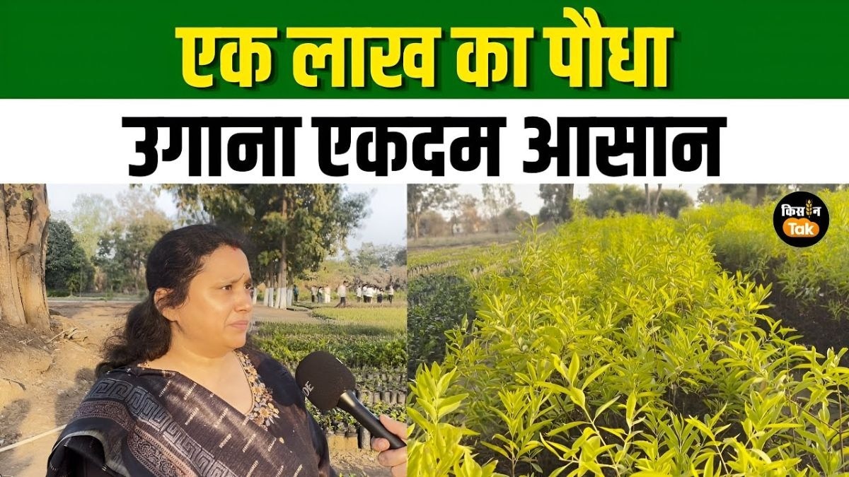 चंदन की खेती