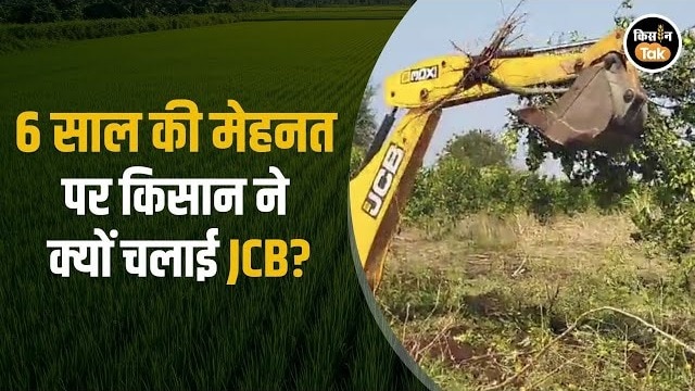 बाजार भाव नहीं मिला तो किसान ने खुद उजाड़ दिया मौसंबी का बाग, देखें वीडियो