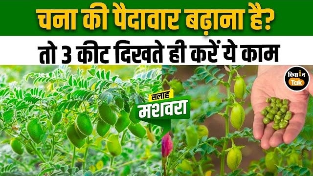 चना किसान अलर्ट: फली बनने के समय कीट हमला कर सकता है पूरी फसल बर्बाद