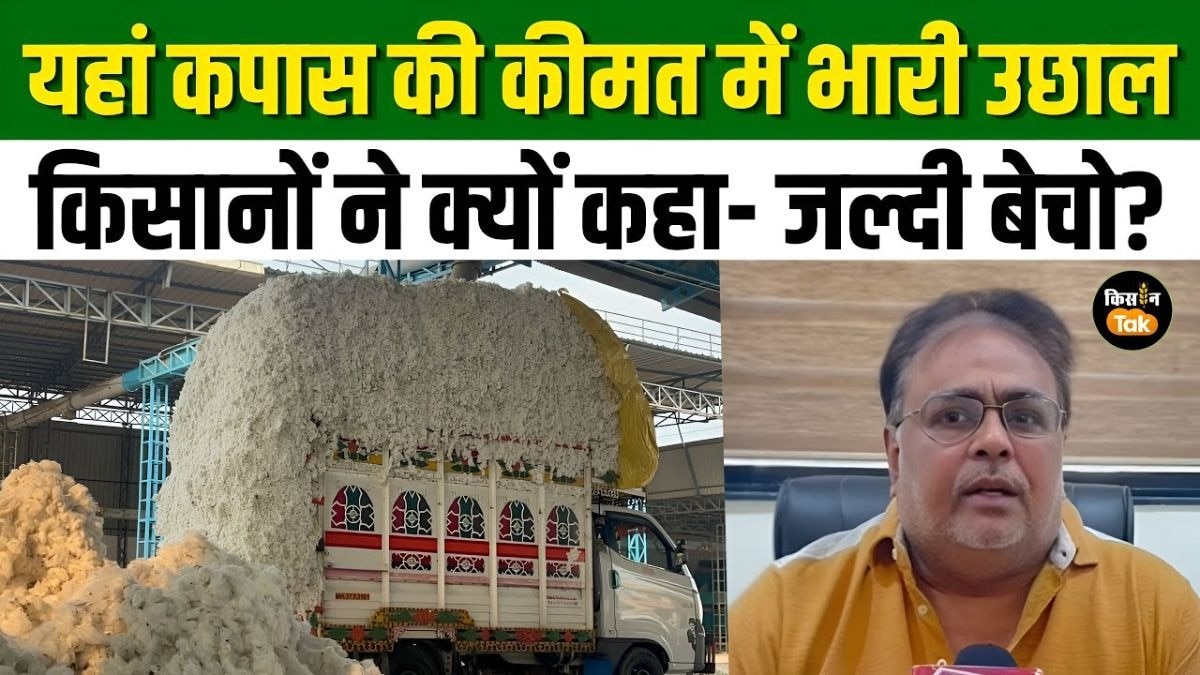 कपास की कीमत में तेजी से उछाल, कारण जान मंडी की ओर दौड़े किसान