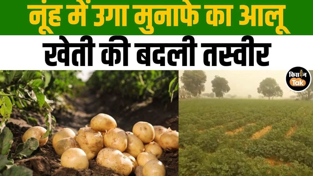 नूंह में पहली बार आलू की बंपर पैदावार, किसानों की बदली किस्मत!