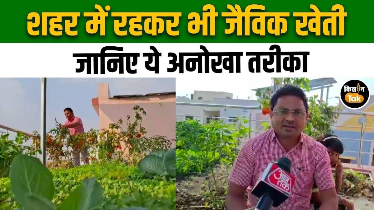 Urban Farming का कमाल, घर की छत पर उग रही ताजी और जैविक सब्जियां