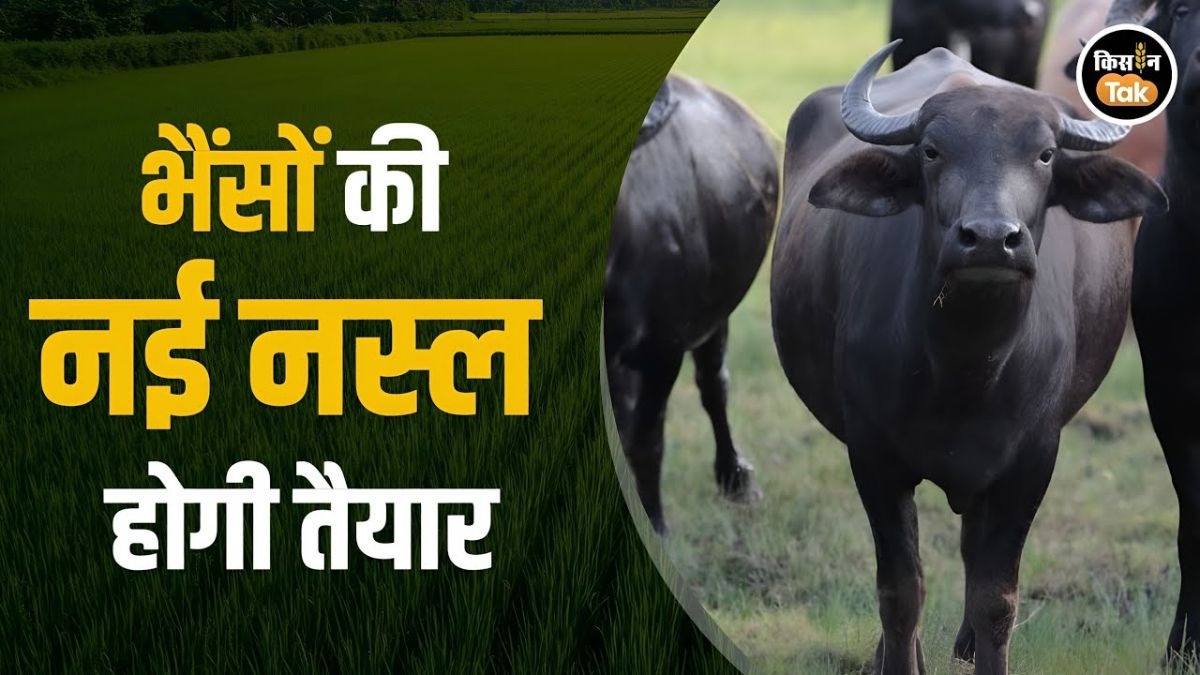 गाय के बाद अब भैंसों में भी IVF, मुर्रा नस्ल से बढ़ेगा दूध उत्पादन